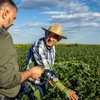 O Produto Interno Bruto (PIB) da agropecuária foi impulsionado por safras de soja, milho, arroz e fumo - Envato