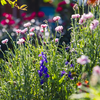Essas flores crescem rápido e trazem mais cor para o seu jardim. - Foto: Envato Elements