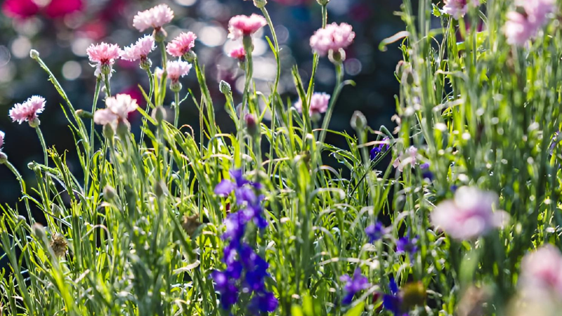 Essas flores crescem rápido e trazem mais cor para o seu jardim. - Foto: Envato Elements