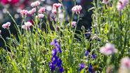 Essas flores crescem rápido e trazem mais cor para o seu jardim. - Foto: Envato Elements