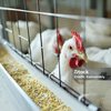 As investigações estão em andamento com coleta de amostra e sem resultado laboratorial conclusivo - Adobe Stock