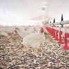 Há 12 investigações de suspeita de gripe aviária em andamento no País, segundo a atualização mais recente da plataforma de Síndrome Respiratória e Nervosa das Aves - Envato