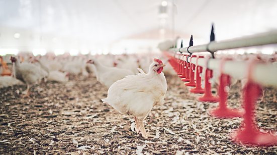 Há 12 investigações de suspeita de gripe aviária em andamento no País, segundo a atualização mais recente da plataforma de Síndrome Respiratória e Nervosa das Aves - Envato