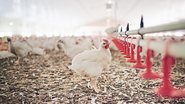 O encerramento do caso de gripe aviária de alta patogenicidade foi declarado pela Organização Mundial de Saúde Animal (OMSA) - Envato