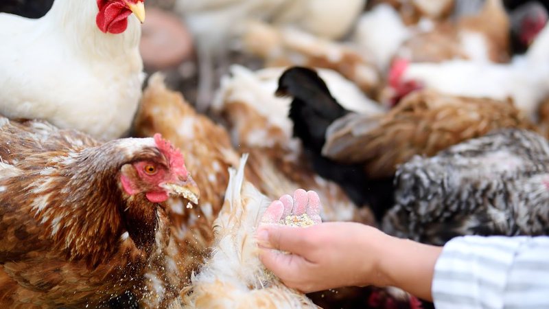 Até o momento, há um caso confirmado de gripe aviária (influenza aviária de alta patogenicidade, H5N1) em granja comercial no País - Envato