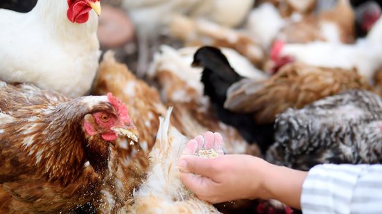 Até o momento, há um caso confirmado de gripe aviária (influenza aviária de alta patogenicidade, H5N1) em granja comercial no País - Envato