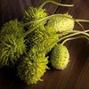 Se você ainda não experimentou o maxixe, vale dar uma chance - Foto: Envato Elements