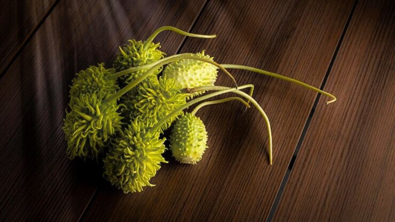 Se você ainda não experimentou o maxixe, vale dar uma chance - Foto: Envato Elements
