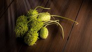 Se você ainda não experimentou o maxixe, vale dar uma chance - Foto: Envato Elements