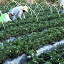Coalizão clima,florestas e agricultura apresenta propostas a presidenciáveis