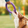 Sua relação com o seu cachorro pode ser ainda melhor. - Foto: Envato Elements