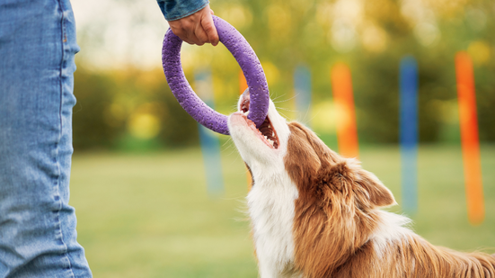 Sua relação com o seu cachorro pode ser ainda melhor. - Foto: Envato Elements