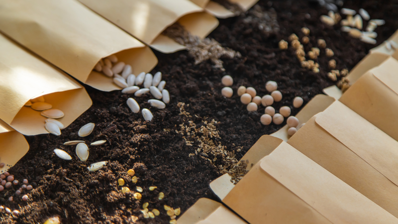 Incorporar sementes à alimentação diária é uma maneira simples e eficaz de enriquecer sua dieta - Foto: Envato Elements