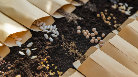Incorporar sementes à alimentação diária é uma maneira simples e eficaz de enriquecer sua dieta - Foto: Envato Elements