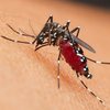 Padilha diz ter 'expectativa positiva' de que vacina de dengue terá eficácia aprovada para pessoas acima de 60 anos - Foto: Envato Elements