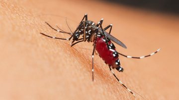 Para o teste, é necessária apenas uma pequena amostra de sangue do paciente - Envato