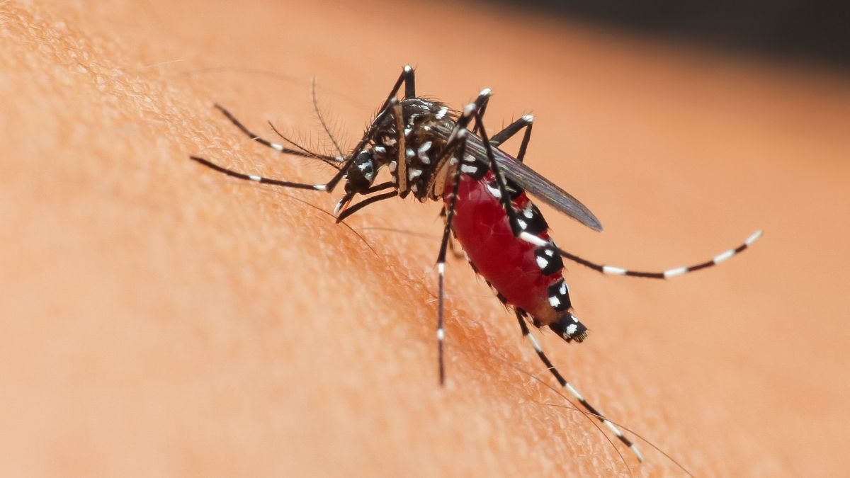 Com a combinação do repelente e uma muda de manjericão na janela, você vai notar a diferença na quantidade de mosquitos dentro de casa - Foto: Envato Elements