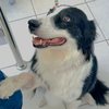 Campeira, cachorra da raça Collie que foi treinada para participar das consultas de pacientes que apresentam medo em atendimentos com dentistas. - Divulgação Atitus Educação