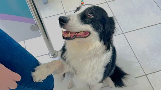 Campeira, cachorra da raça Collie que foi treinada para participar das consultas de pacientes que apresentam medo em atendimentos com dentistas. - Divulgação Atitus Educação