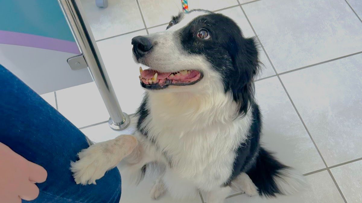 Campeira, cachorra da raça Collie que foi treinada para participar das consultas de pacientes que apresentam medo em atendimentos com dentistas. - Divulgação Atitus Educação
