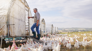 Exportação do frango para a China - Envato