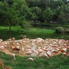 Aves em em pequeno lago do zoológico de São Paulo, que acompanha casos de gripe aviária no país - Carlos Severo / Fotos Públicas