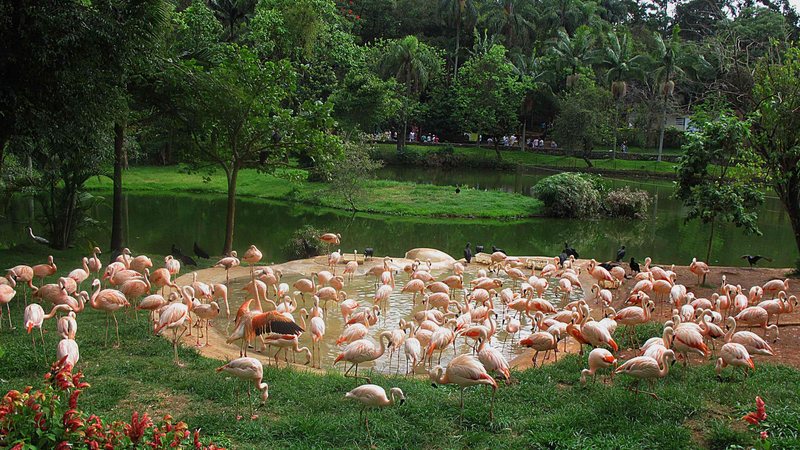 Aves em em pequeno lago do zoológico de São Paulo, que acompanha casos de gripe aviária no país - Carlos Severo / Fotos Públicas