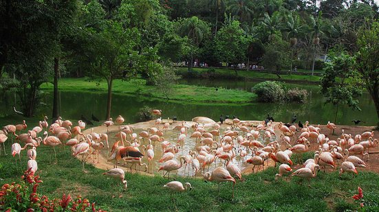 Aves em em pequeno lago do zoológico de São Paulo, que acompanha casos de gripe aviária no país - Carlos Severo / Fotos Públicas