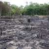 A perda de cobertura florestal contribui para 28 mil mortes anuais no mundo em razão da intensificação das ondas de calor - Adobe Stock