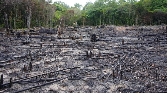 Pelo menos 30 milhões de hectares foram destruídos pelo fogo no Brasil, em 2024, uma área 62% acima da média histórica, que é de 18,5 milhões por ano - Adobe Stock