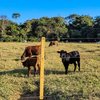 Com o certificado da OMSA, o Brasil tem o reconhecimento internacional do máximo status sanitário. - Foto: Envato Elements