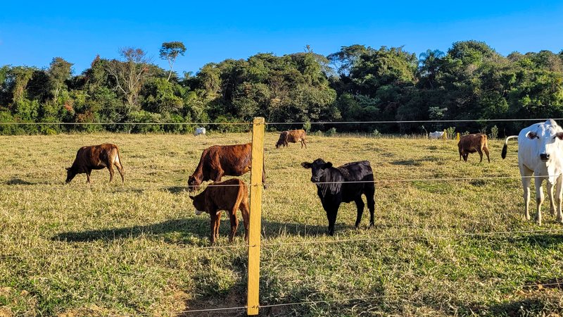 Com o certificado da OMSA, o Brasil tem o reconhecimento internacional do máximo status sanitário. - Foto: Envato Elements