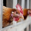 Brasil está, neste momento, livre de casos de influenza aviária em aves comerciais, segundo a Associação Brasileira de Proteína Animal (ABPA) - Adobe Stock
