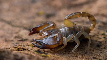 No geral, a taxa de letalidade pela picada de escorpião superou os números do ano anterior - Foto: Envato Elements