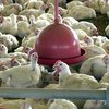 Ao todo, as exportações de carne de frango de todo o território brasileiro seguem suspensas para 15 destinos - Arquivo/Agência Brasil