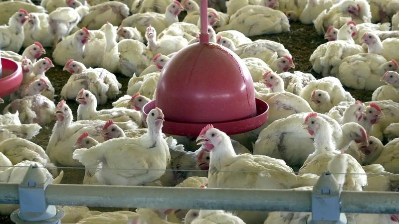 O Brasil já confirmou 172 casos de influenza aviária desde o início do monitoramento - Arquivo/Agência Brasil