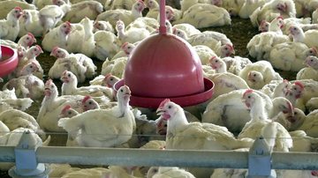 Exportações de frango brasileiro para a UE estão suspensas desde 16 de maio, quando foi registrado um caso de gripe aviária no Sul - Arquivo/Agência Brasil