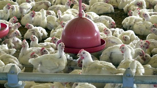 O Brasil já confirmou 172 casos de influenza aviária desde o início do monitoramento - Arquivo/Agência Brasil