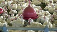 Ao todo, as exportações de carne de frango de todo o território brasileiro seguem suspensas para 15 destinos - Arquivo/Agência Brasil