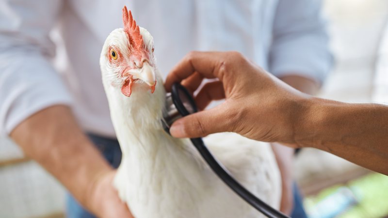 Zoológico, que estava fechado temporariamente, permanecerá interditado pelo menos até o dia 12 - Envato