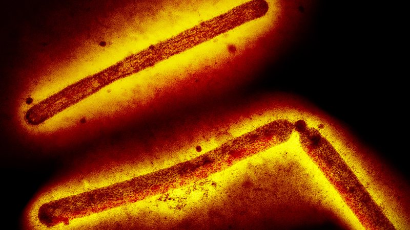 Suspeita de influenza aviária é investigada por Ministério da Agricultura em Teutônia (RS) - CDC e NIAID