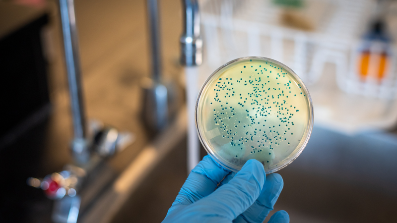 Essa bactéria perigosa pode se comportar de maneira silenciosa - Foto: Envato Elements