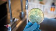 Essa bactéria perigosa pode se comportar de maneira silenciosa - Foto: Envato Elements