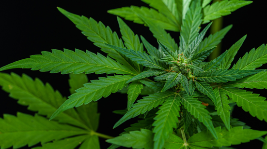 O levantamento aponta que a maconha segue como a substância ilícita mais consumida no País - Foto: Envato Elements