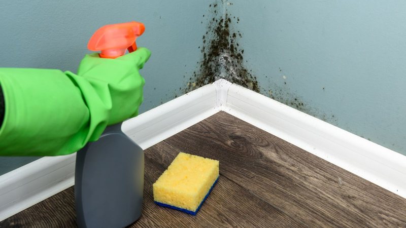 Manter a casa seca, limpa e arejada é o melhor jeito de afastar o mofo - Foto: Envato Elements
