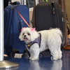 O transporte de pets em aviões ganhou mais visibilidade, e também mais exigências - Foto: Envato Elements