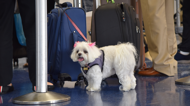 O transporte de pets em aviões ganhou mais visibilidade, e também mais exigências - Foto: Envato Elements