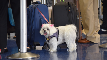 Se você está se programando para viajar com seu pet, é fundamental ter atenção redobrada com o planejamento - Foto: Envato Elements