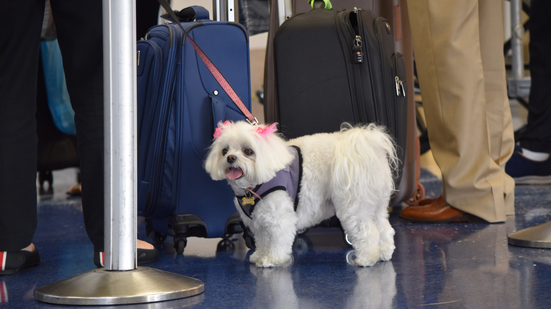 O transporte de pets em aviões ganhou mais visibilidade, e também mais exigências - Foto: Envato Elements