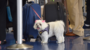 O transporte de pets em aviões ganhou mais visibilidade, e também mais exigências - Foto: Envato Elements